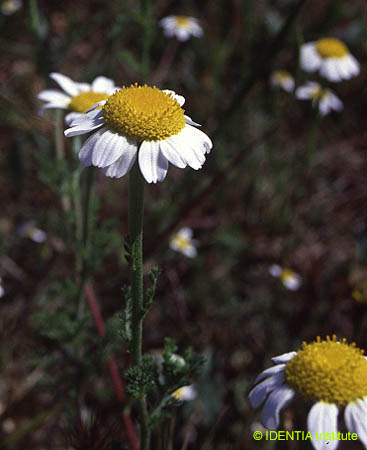 Anacyclus clavatus