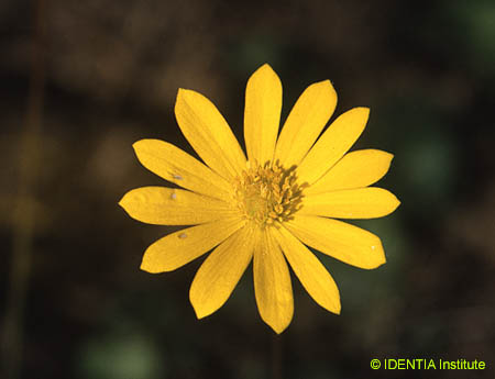 Anemone palmata