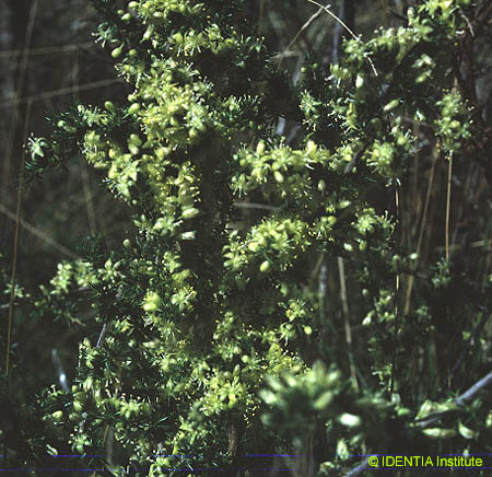 Asparagus horridus