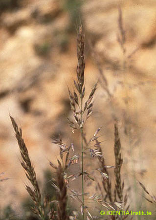 Avenula bromoides