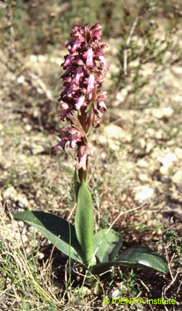 Barlia robertiana