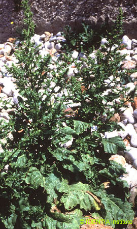 Beta vulgaris(2)