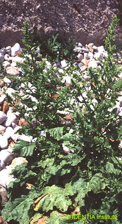 Beta vulgaris