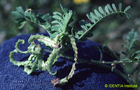 Biserrula pelecinus