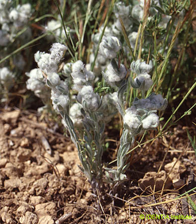 Bombycilaena erecta