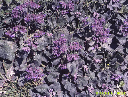 Borago officinalis
