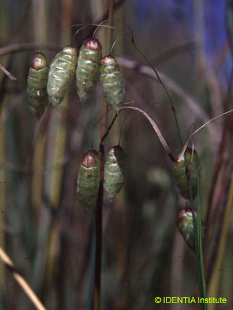 Briza maxima