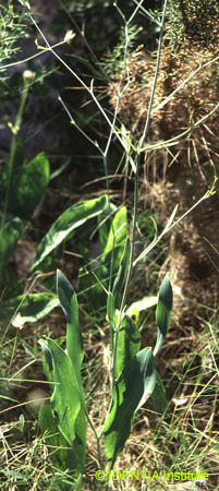 Bupleurum rigidum
