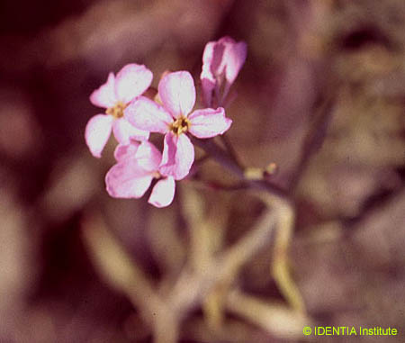 Cakile maritima maritima