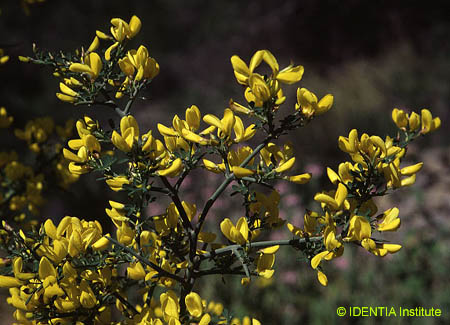 Calicotome spinosa