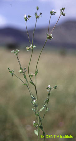 Camanula erinus