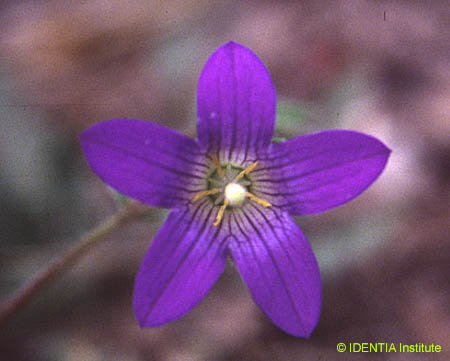 Camapanula afra