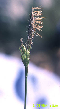 Carex halleriana(2)