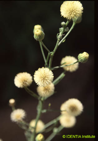 Conyza bonariensis
