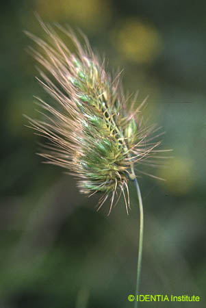 Cynosurus echinatus