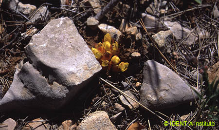 Cytinus hypocistis