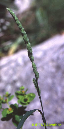 Dactylis gomerata
