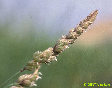 Dactylis hispanica