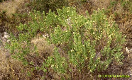 Daphne gnidium