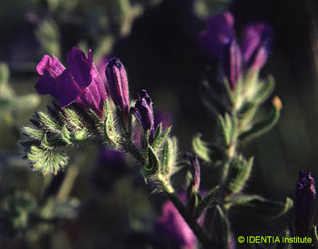 Echium creticum  coincyanum(2)