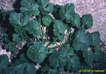 Erodium chium