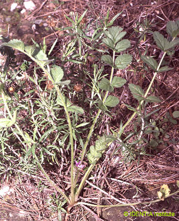 Erodium moschatum