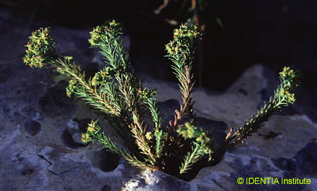 Euphorbia exigua(2)