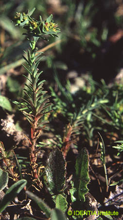 Euphorbia exigua