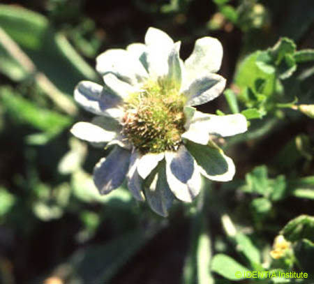 Evax pygmaea