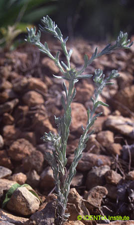 Filago pyramidata