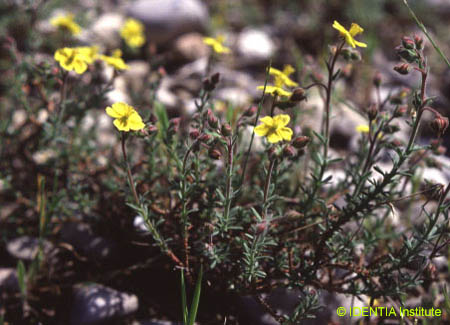 Fumana thymifolia