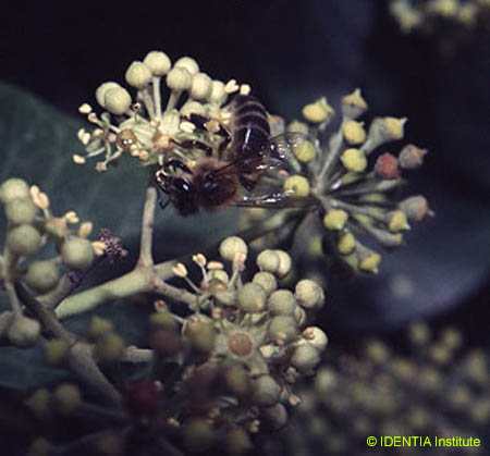 Hedera helix(3)