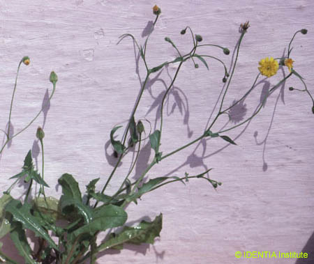 Hedypnois cretica