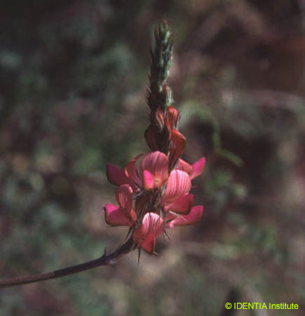 Hedysarum confertum