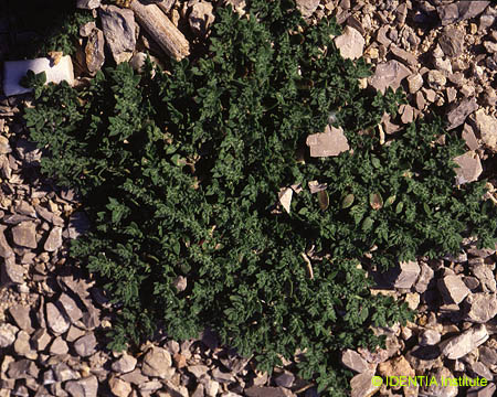 Herniaria hirsuta