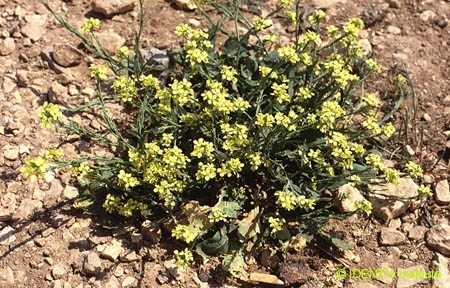 Hirschfeldia incana 