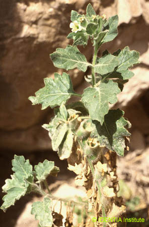 Hyoscyamus albus