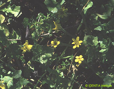 Hyoseris scabra(2)