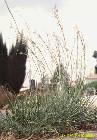 Hyparrhenia hirta