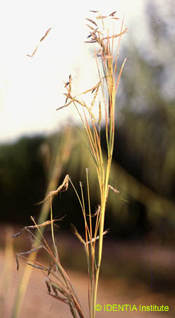 Hyparrhenia sinaica