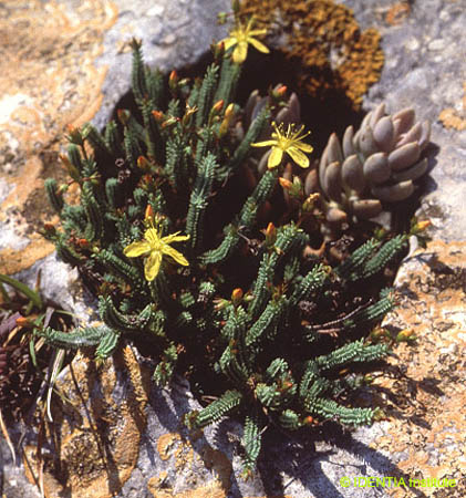 Hypericum ericoides