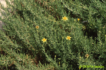 Inula crithmoides