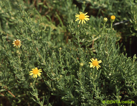 Inula crithmoides2