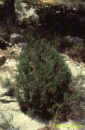 Juniperus phoenicea