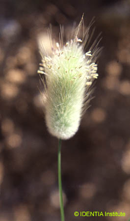 Lagurus ovatus