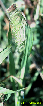 Lamarckia aurea