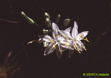 Lapiedra martinezii