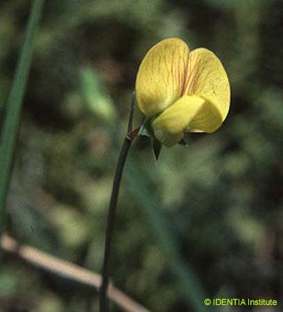 Lathyrus annuus