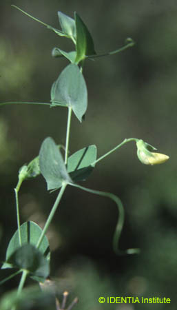 Lathyrus aphaca