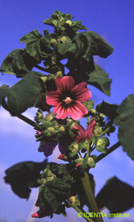 Lavatera arborea